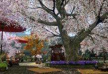 Cherry Blossom Season Has Arrived In Archeage